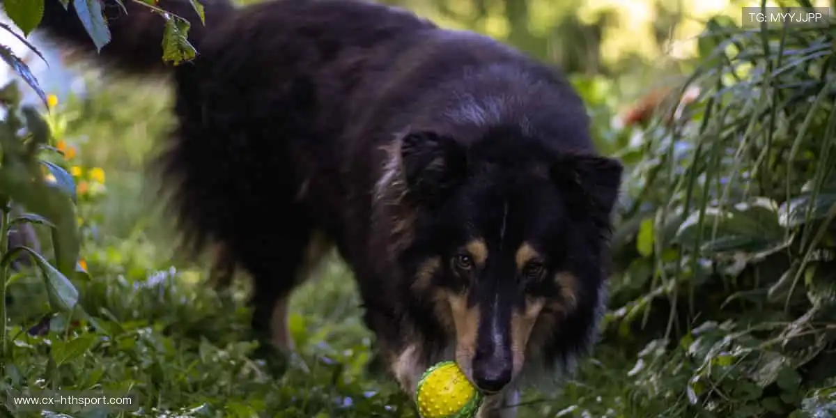 👟 专业装备，个性设计，